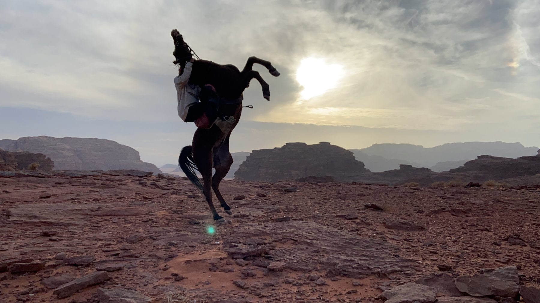 Horse rearing in the desert landscape of Wadi Rum