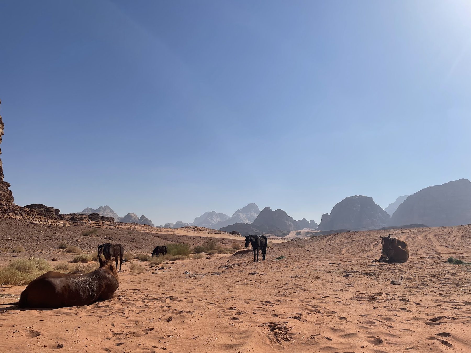 Horses resting among the sandstone formations of Wadi Rum