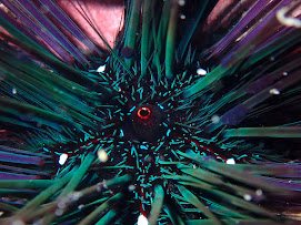 Sea urchin glowing with electric blue detail
