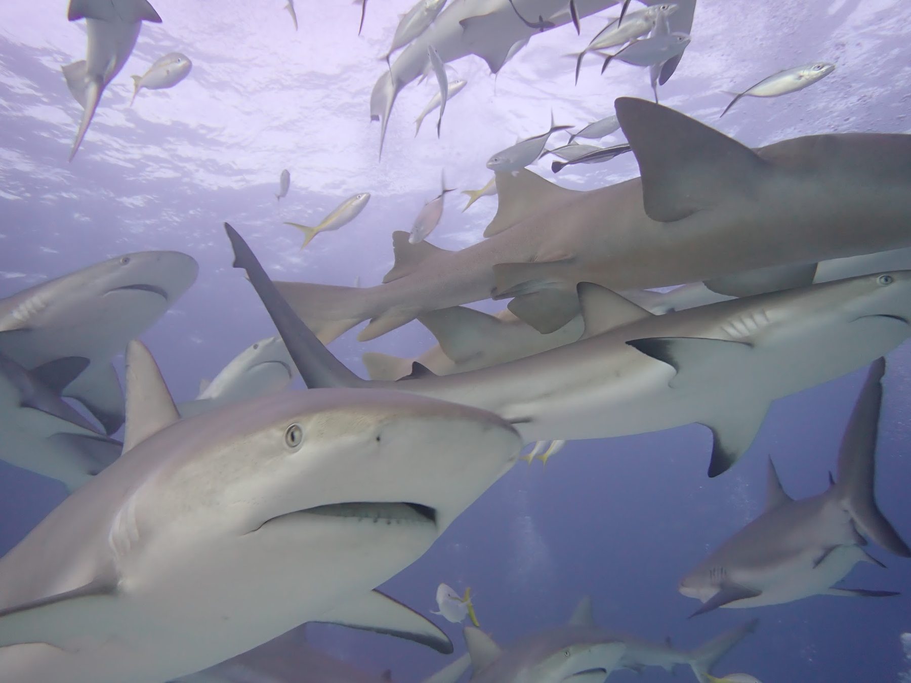 School of sharks underwater