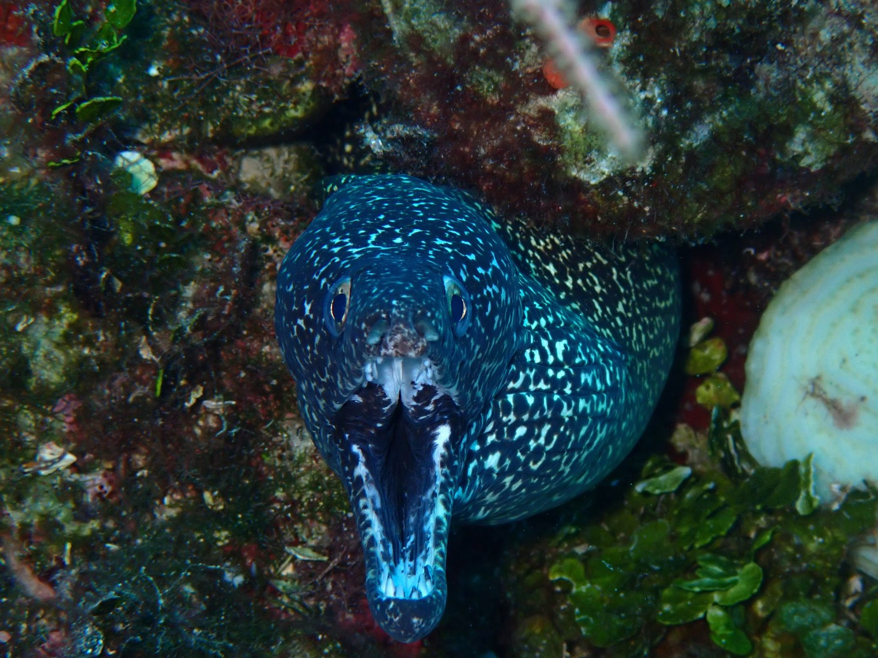 Patterned moray eel among coral