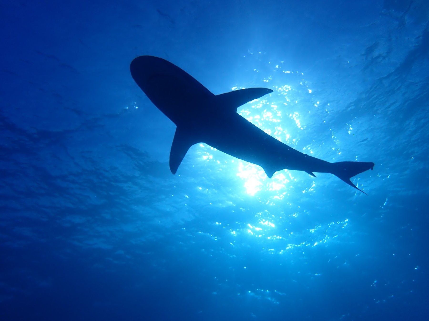 Shark silhouette beneath the surface