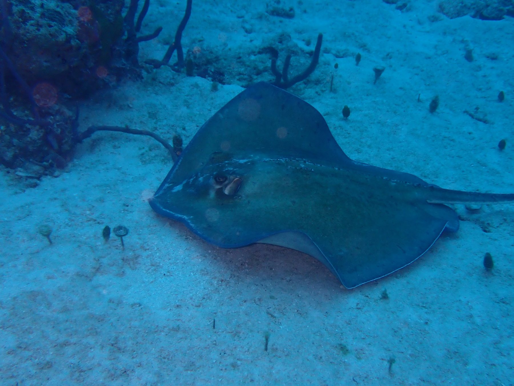 Stingray resting on the sea floor