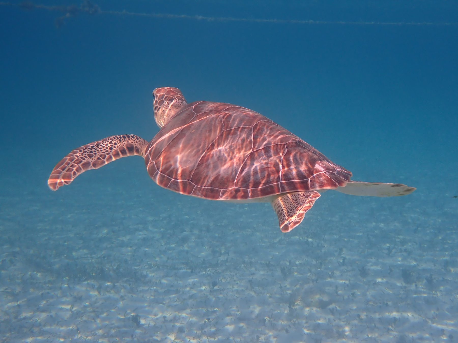 Sea turtle swimming in open water