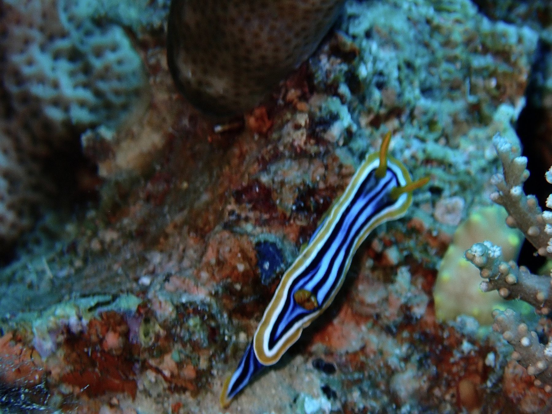 Colorful nudibranch on coral
