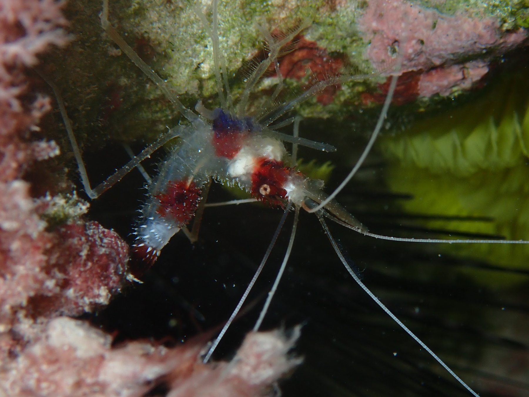 Cleaner shrimp sheltered in coral