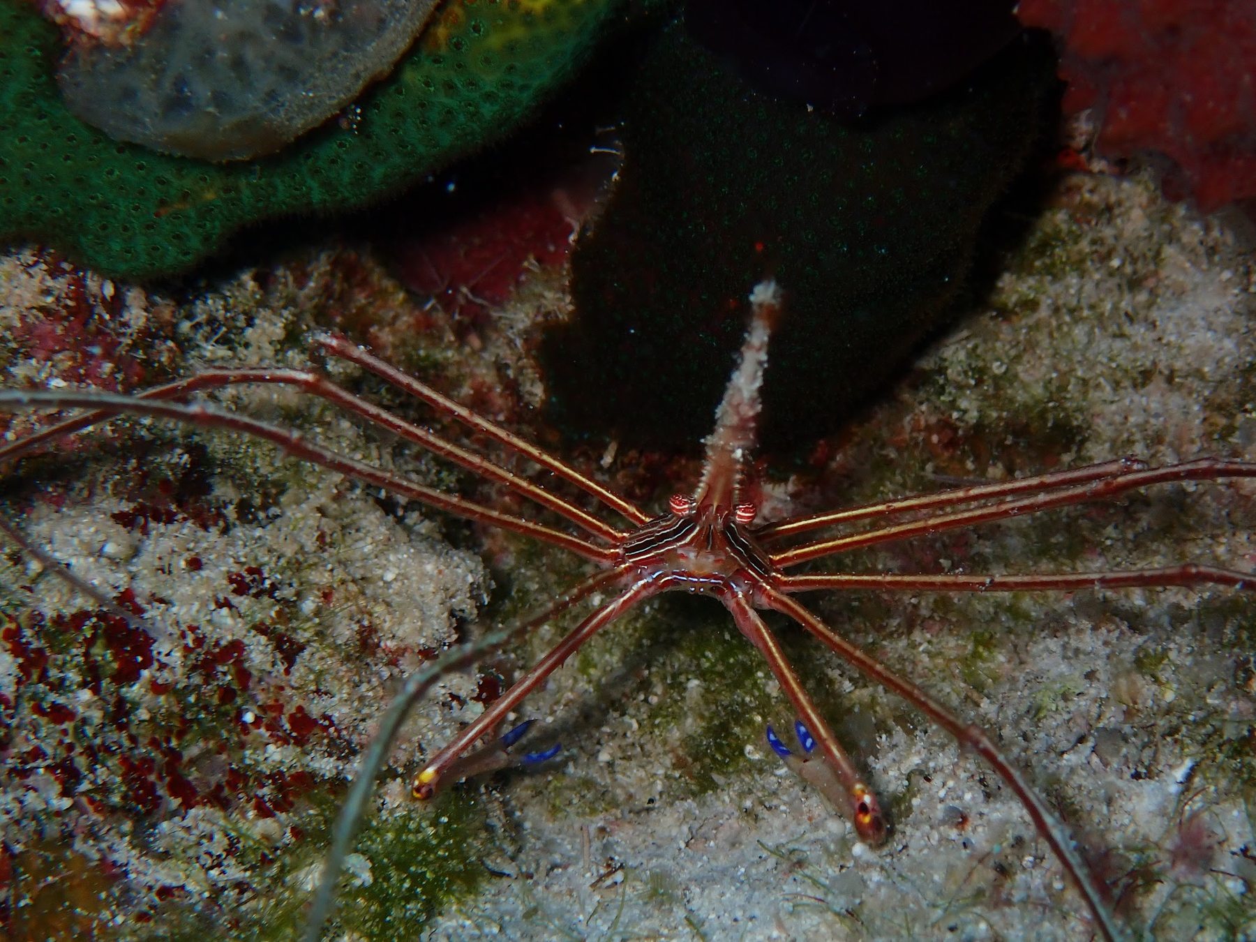 Brittle star on the sea floor